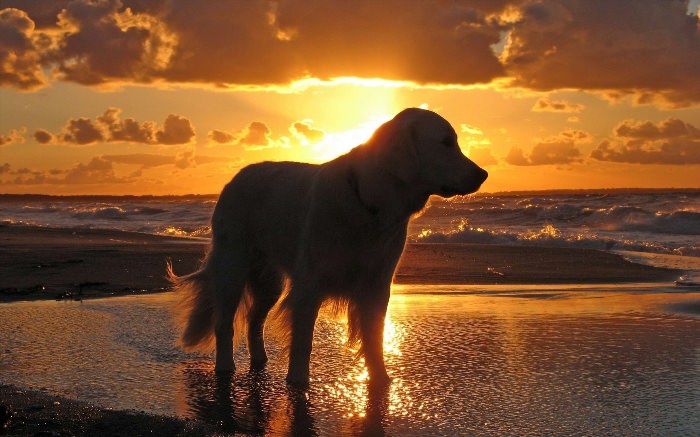 Собака на закате солнца