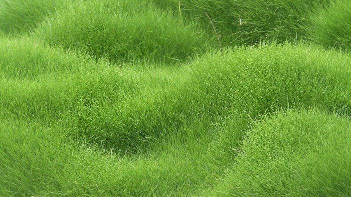 Зеленый травянистый фон