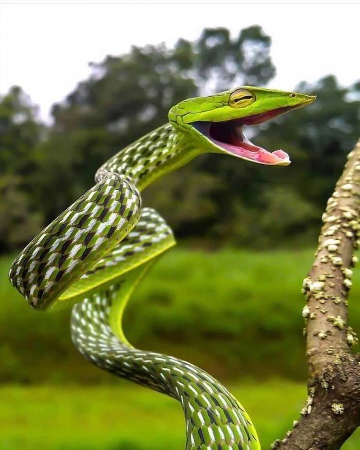 Смешная змейка