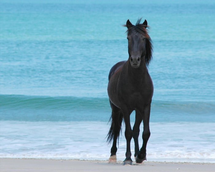 Конь на берегу
