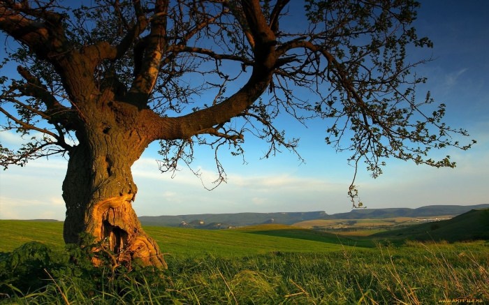Пейзаж с одним деревом