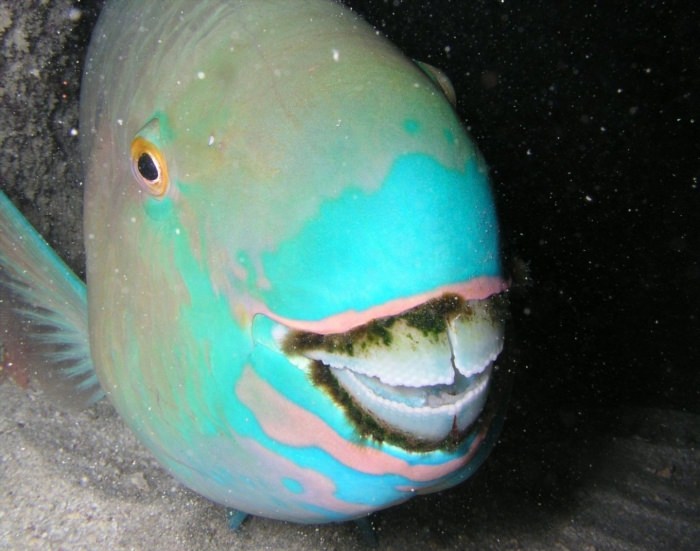 Смешные необычные рыбы