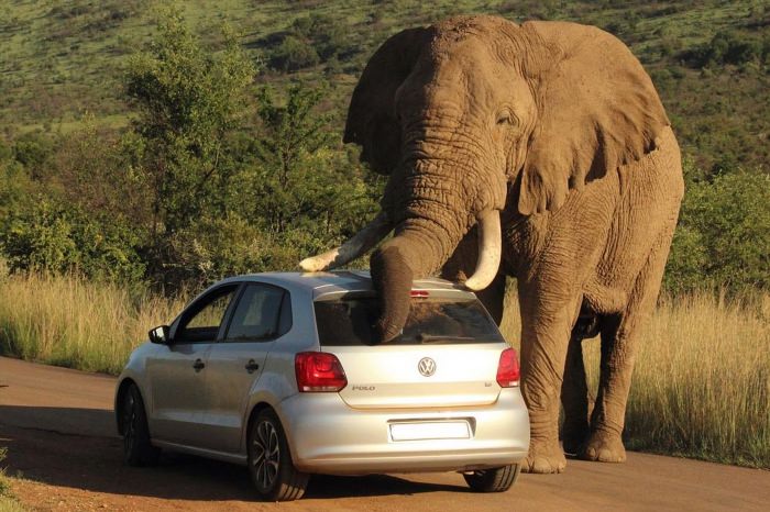Африканский слон и машина