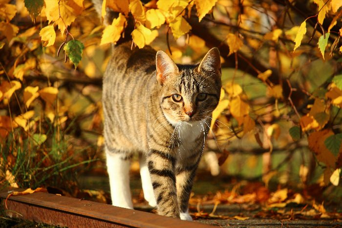 Кот в осенних листьях