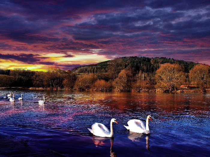 Красивое озеро с лебедями