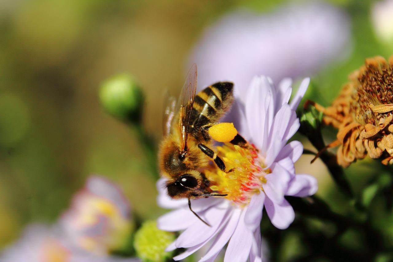 Пчелы на высадку. Пчела на цветке. Пчелы над цветами. Красивая пчела на цветке. Пчела на цветке картинки.