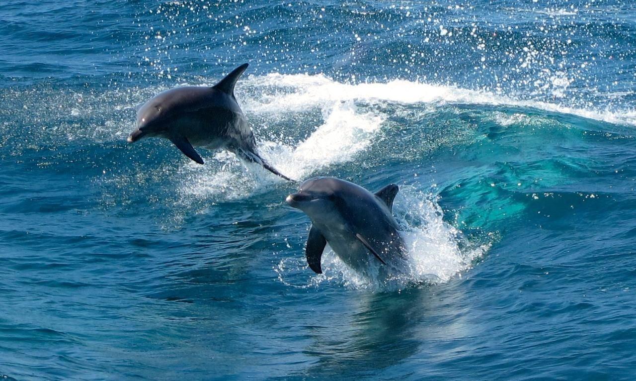 Живая природа дельфины. Дельфин-Афалина. Дельфин белобочка. Белобочка и Афалина. Черноморская Афалина.