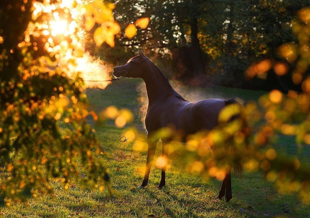 Horses fall. Лошадь осень. Лошади осенью. Пейзаж с лошадьми. Лошадь в осеннем лесу.