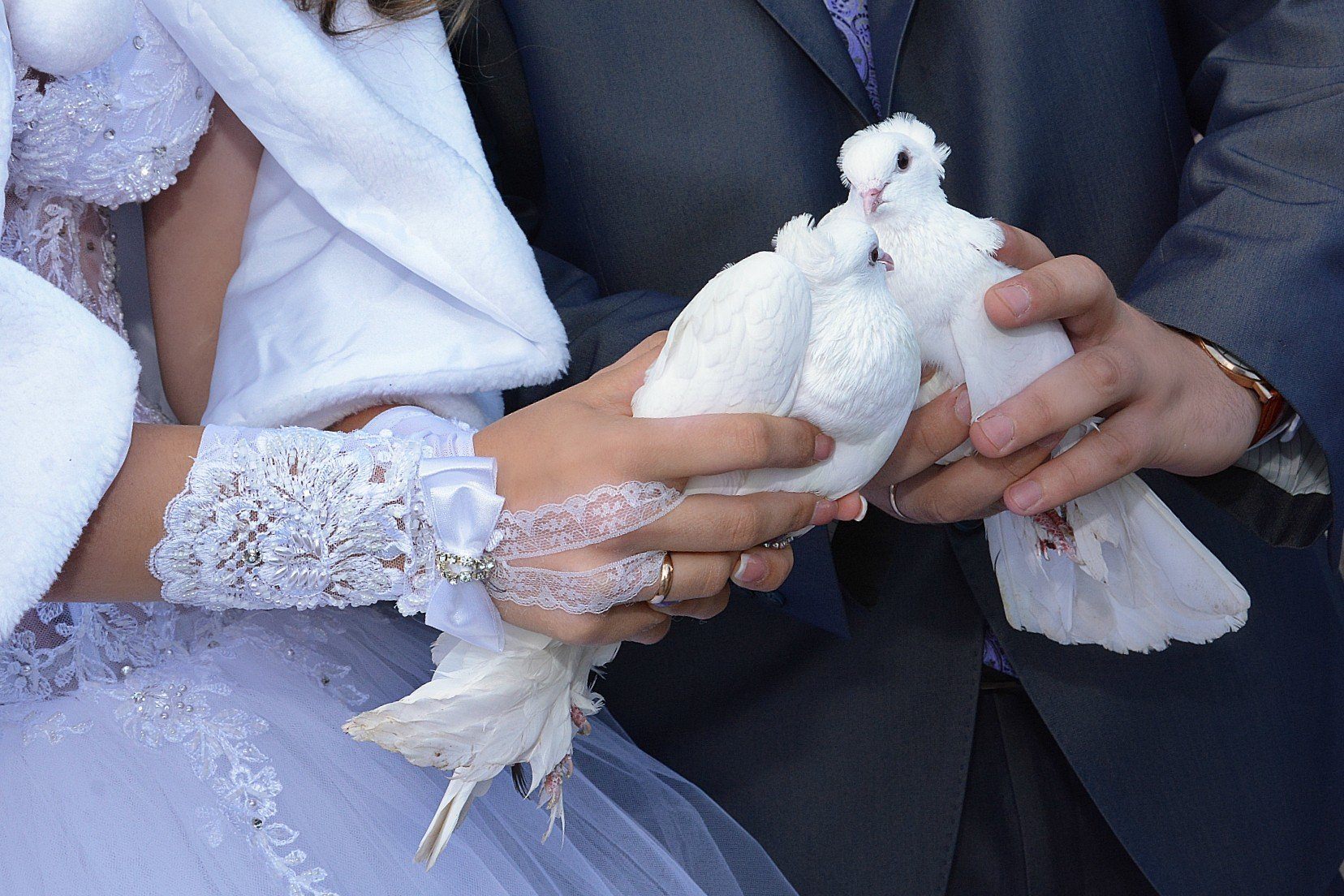 Свадьба после развода. Свадебные голуби. Голубки на свадьбу. Свадебная фотосессия с голубями. С бракосочетанием голуби.