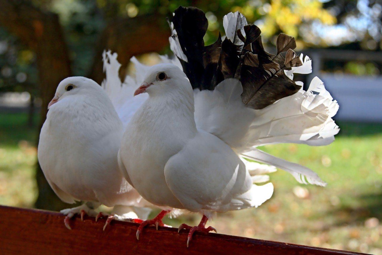 Golubi. Павлиний голубь. Красивые голуби. Белый голубь. Красивый белый голубь.