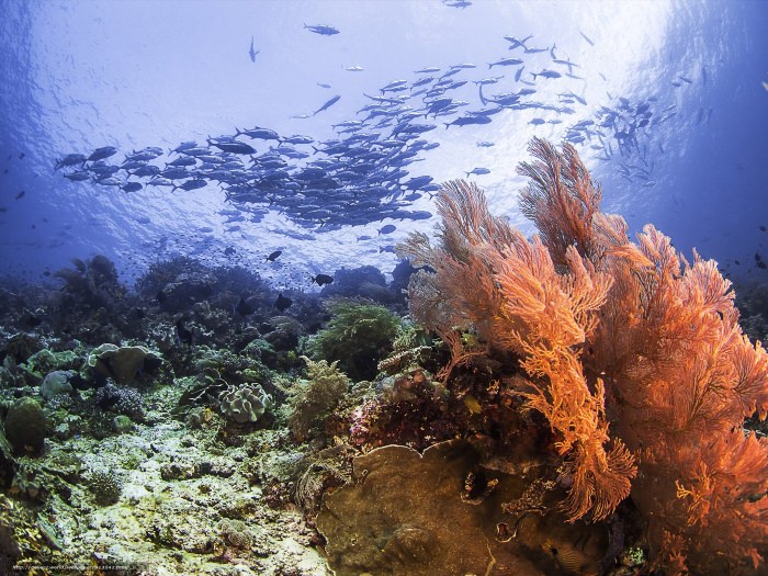 Средиземное море кораллы