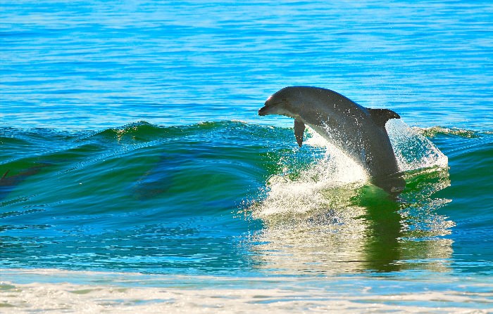 Дельфины афалины в море