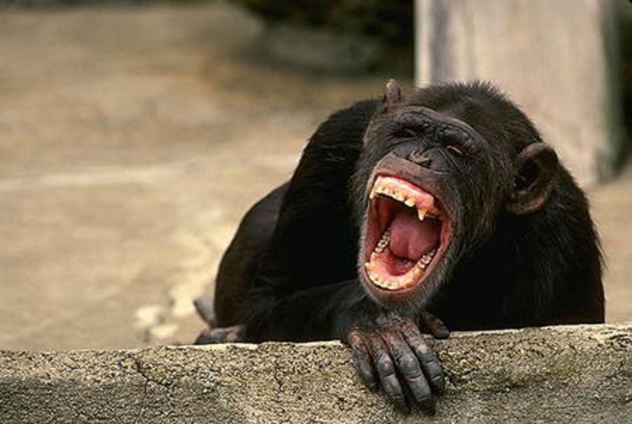 Ржот или ржет. Обезьяна смеется. Шимпанзе смеется. Смех обезьяны. Обезьяна ржет.