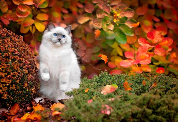 Котенок осень