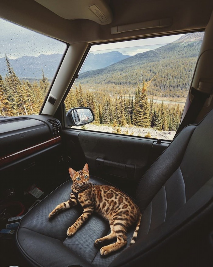 Котики на авто