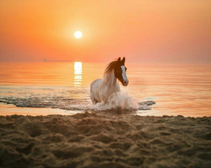Лошади возле моря