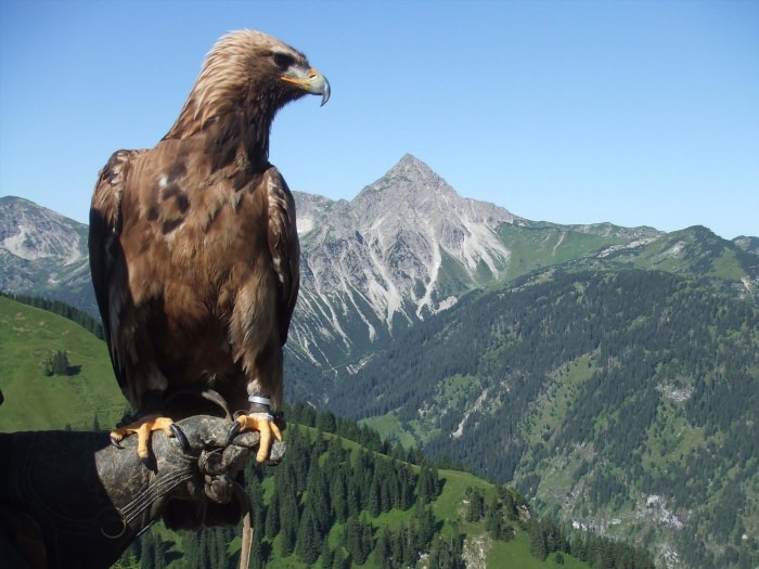 Орел в горах Кавказа