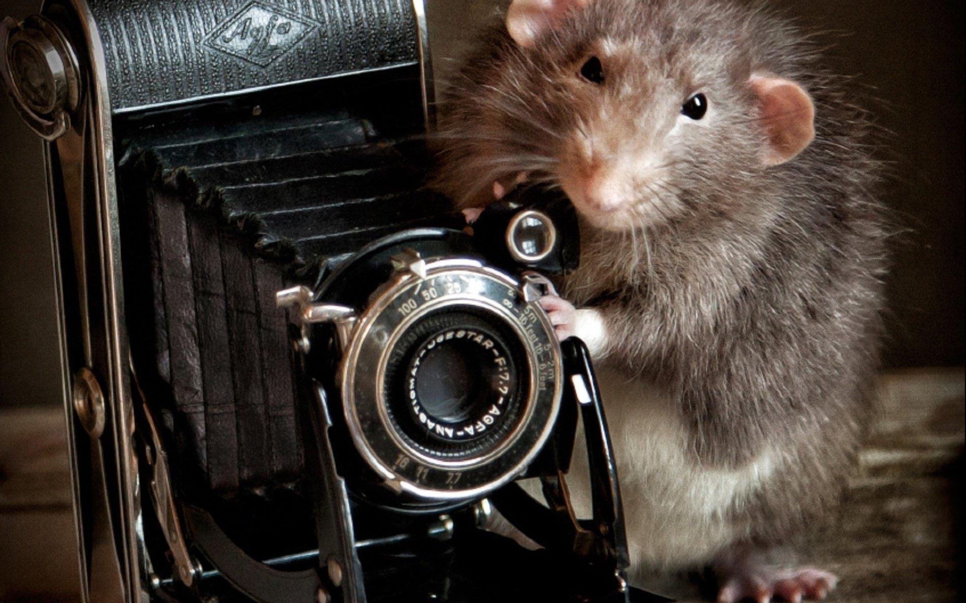 Крыса с фотоаппаратом. Мышь с фотоаппаратом. Мышь фотограф. Крыса с фотиком. Хомяк скрипка