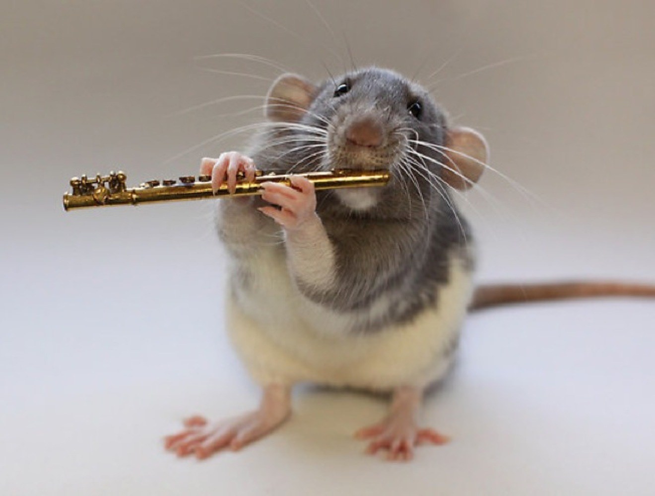 Эллен Ван Дилен. Эллен Ван Дилен крысы. Крысы с музыкальными инструментами. Смешные крысы. Хомяк скрипка