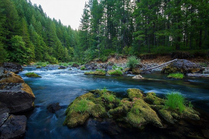 Красивая река в лесу