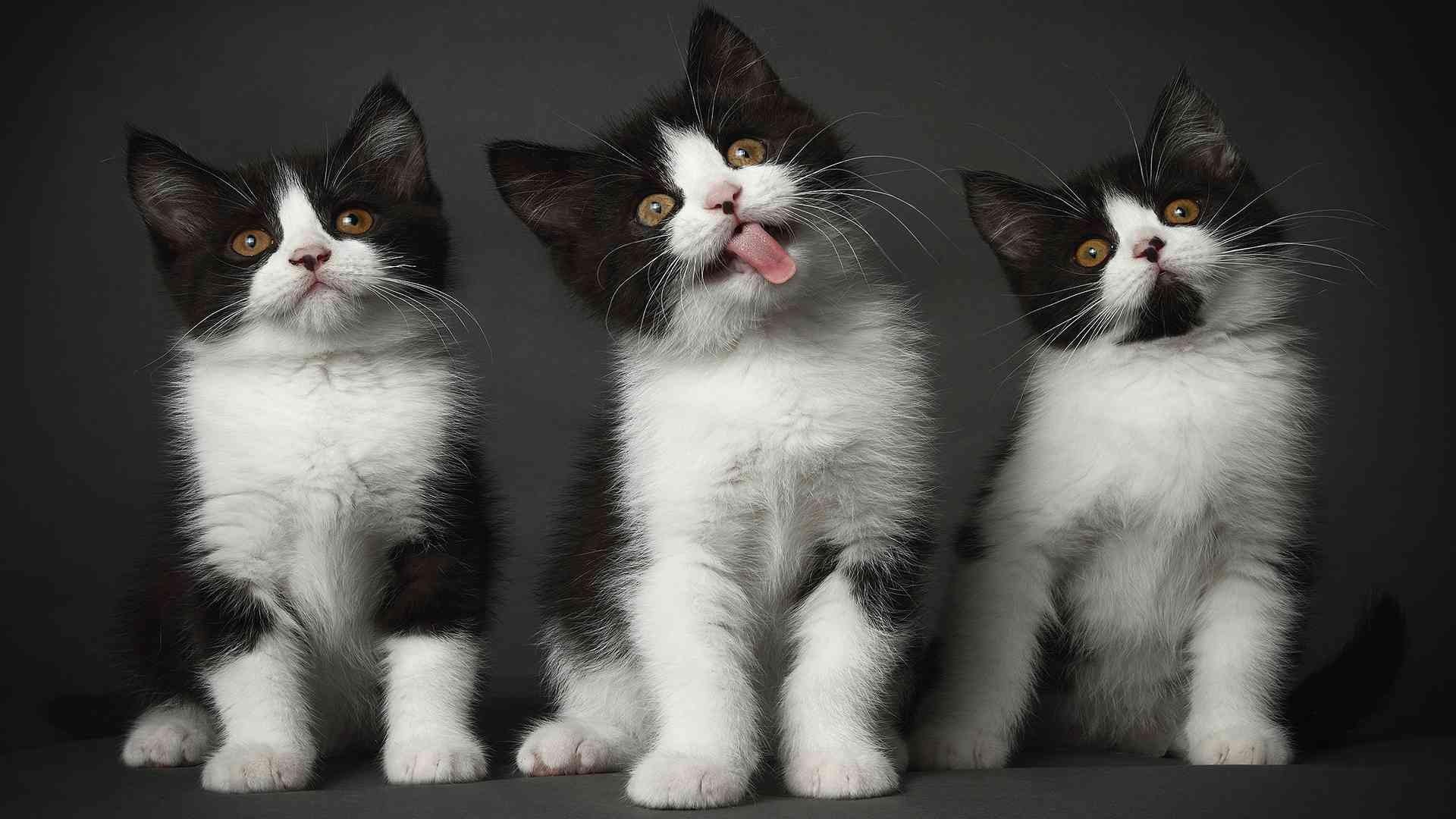 Три киса. Три котенка. Смешные котята. Три кошечки. Четыре котенка.