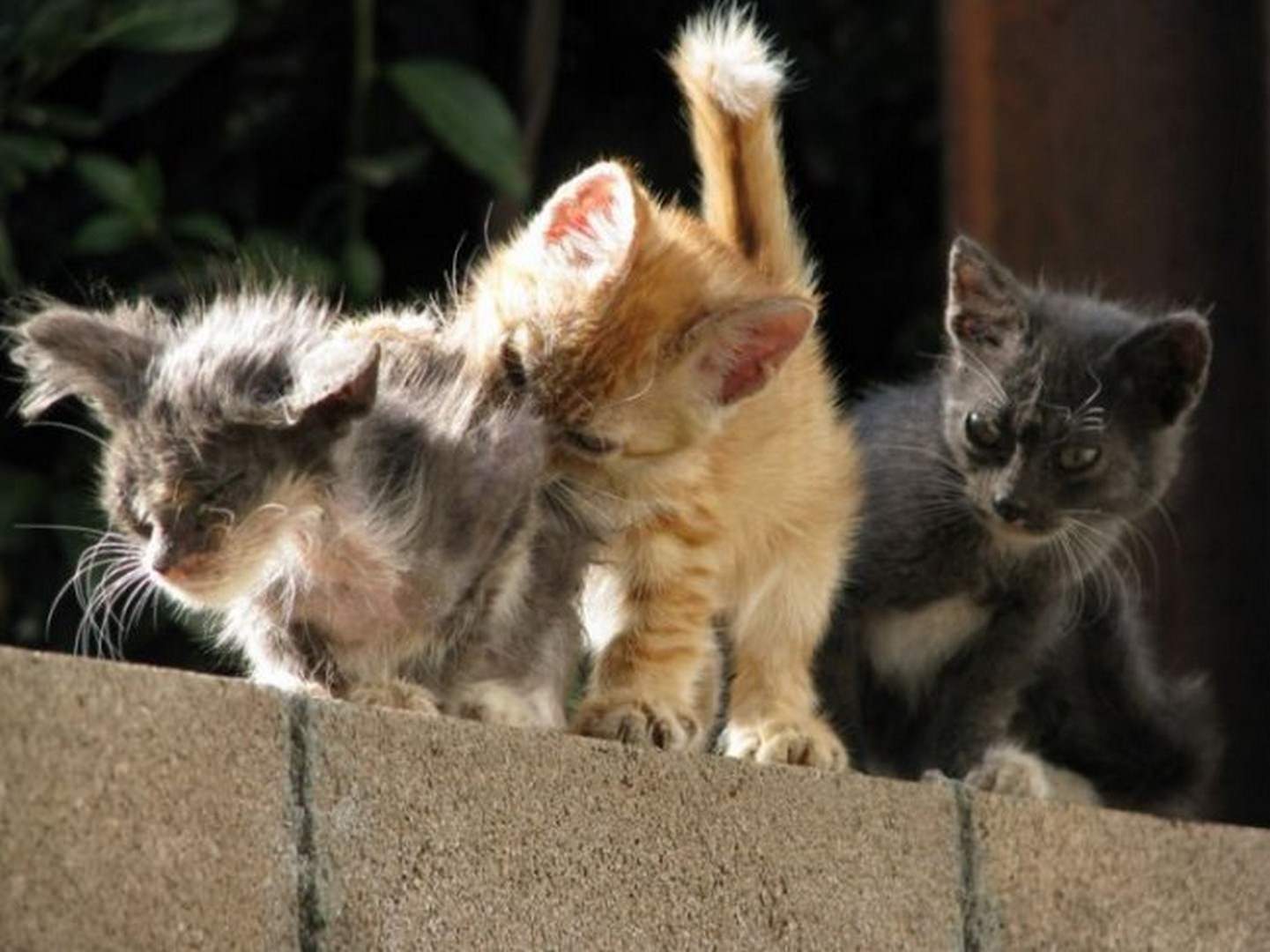 Про веселого котенка. Смешные котята. Три кошки. Озорные котята. Милые котики.