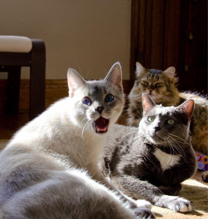 Три смешных кота