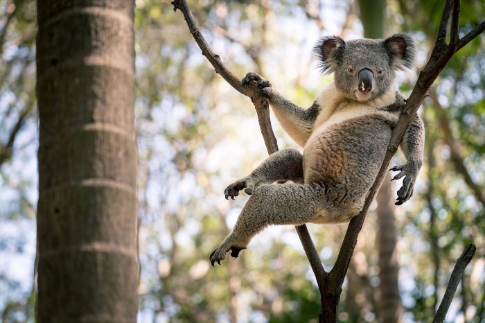 Смешная коала