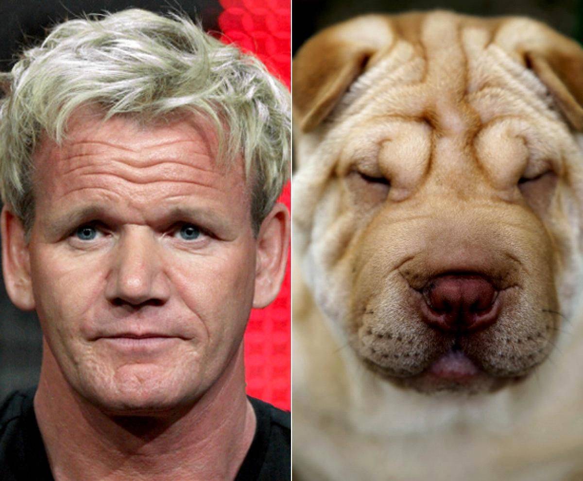 Это человек кому похож. Рон Перлман пес. Собаки похожие на знаменитостей. Животные похожие на людей. Собака похожие звезды.