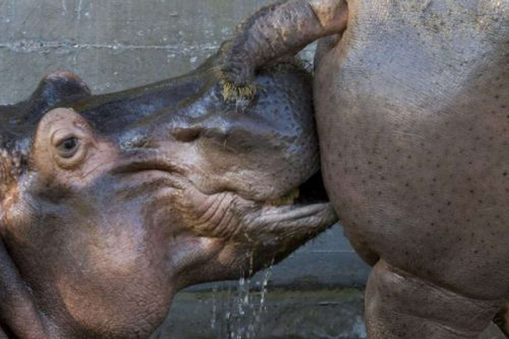 носорогу в жопе голова фото 16