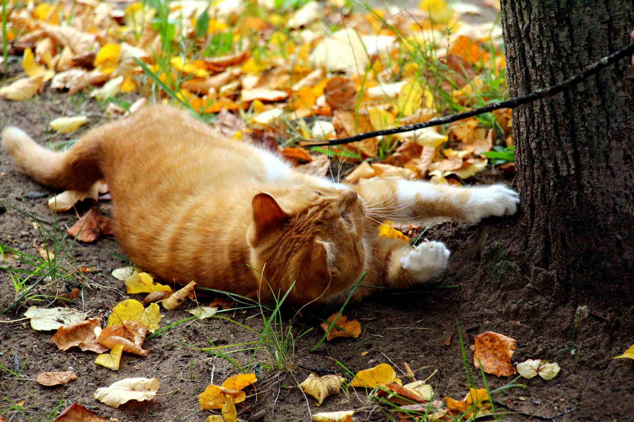 Осень позитивные картинки. Осеннее настроение. Рыжий кот осень. Рыжие кошки осенью. Рыжие коты и осень.
