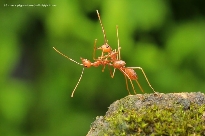 Смешной муравей