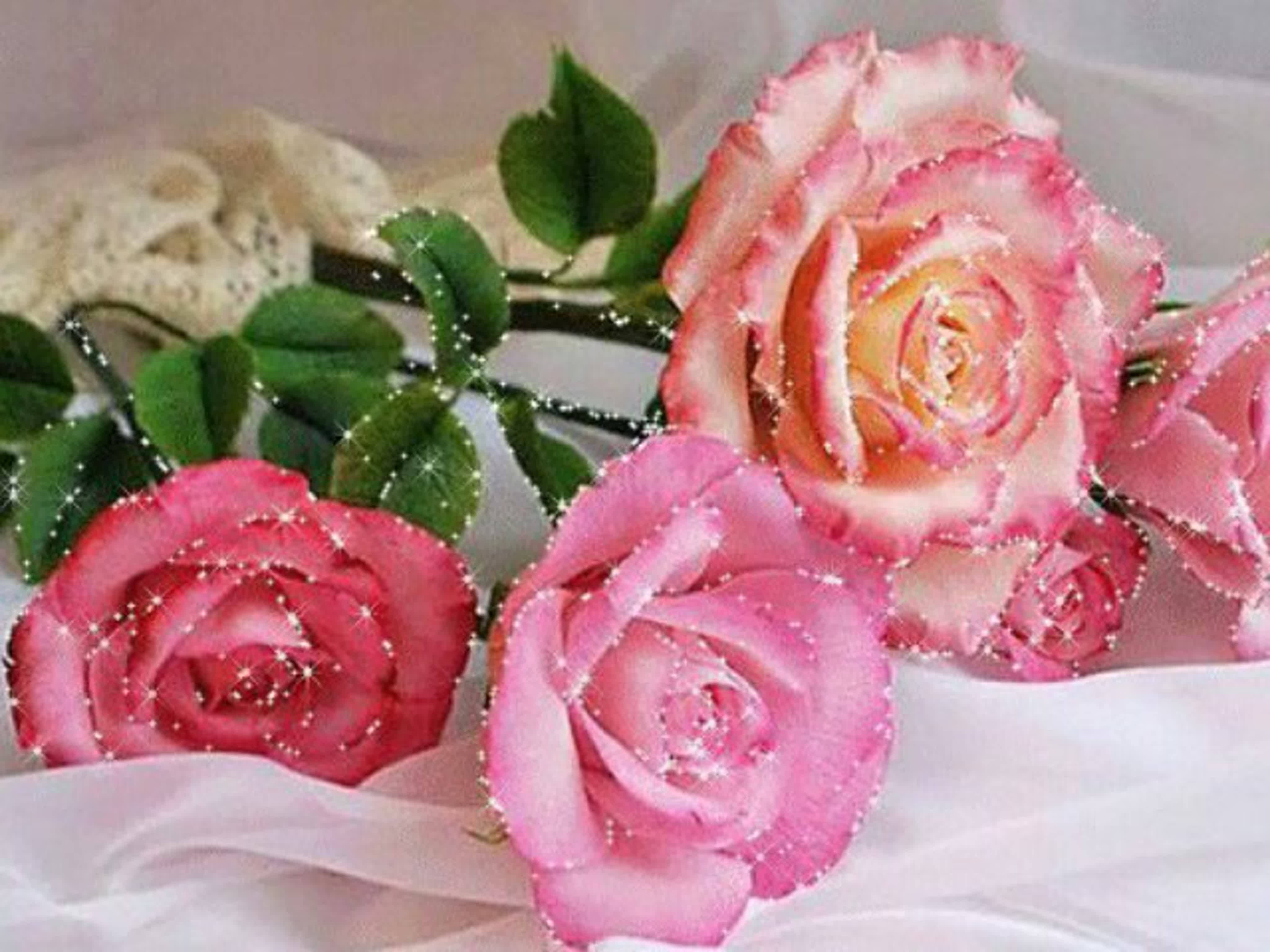 доброе утро розы розовые картинки тик ток