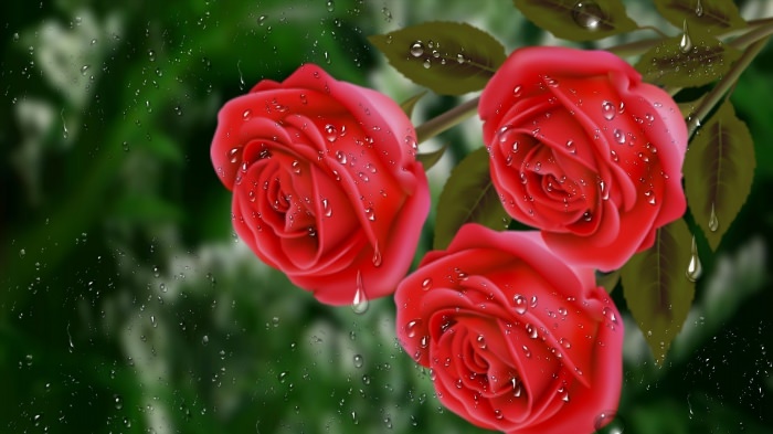 Букет роз с капельками росы