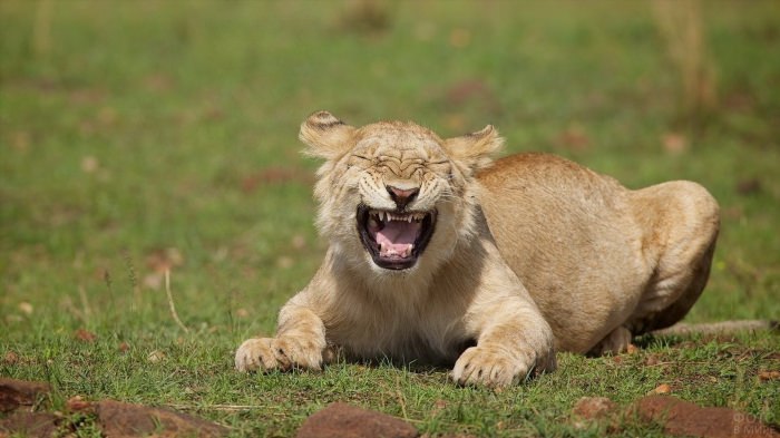 Смешная львица