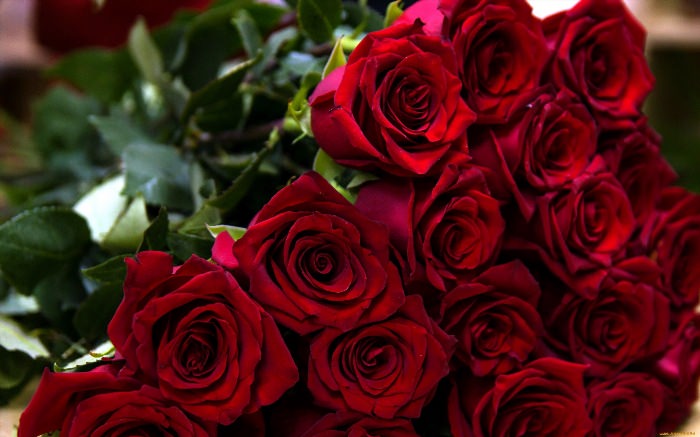 Темно красные розы букет