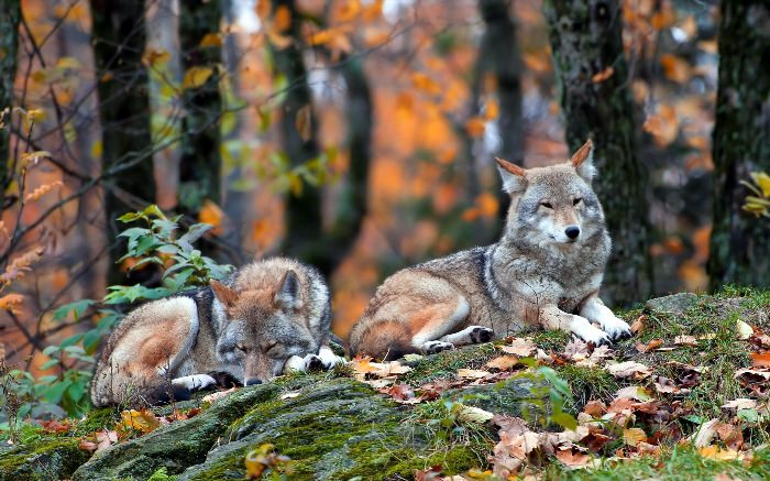 Волки осенью в лесу