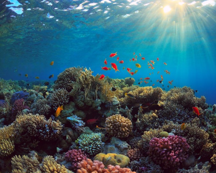 Красота океана под водой