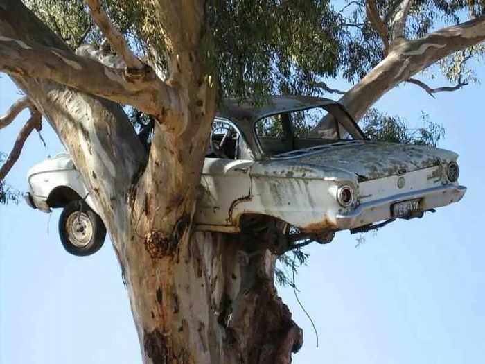 Машина висит на дереве
