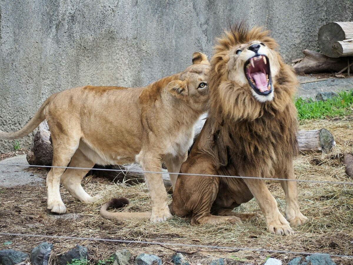 Прикольные фото льва и львицы