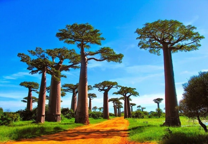 Мадагаскар остров достопримечательности