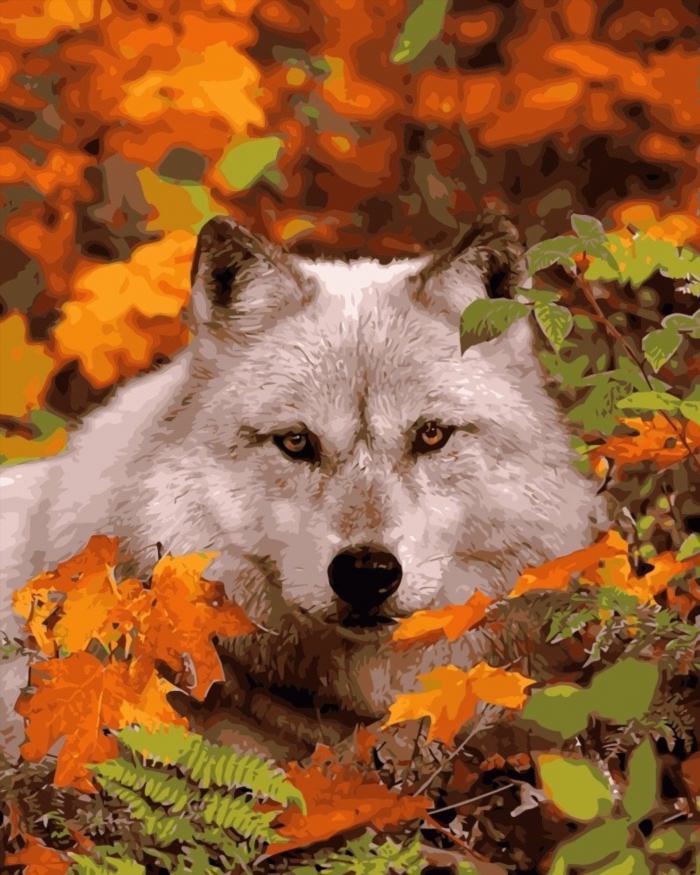Волк осень