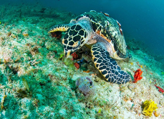 Морские черепахи красного моря