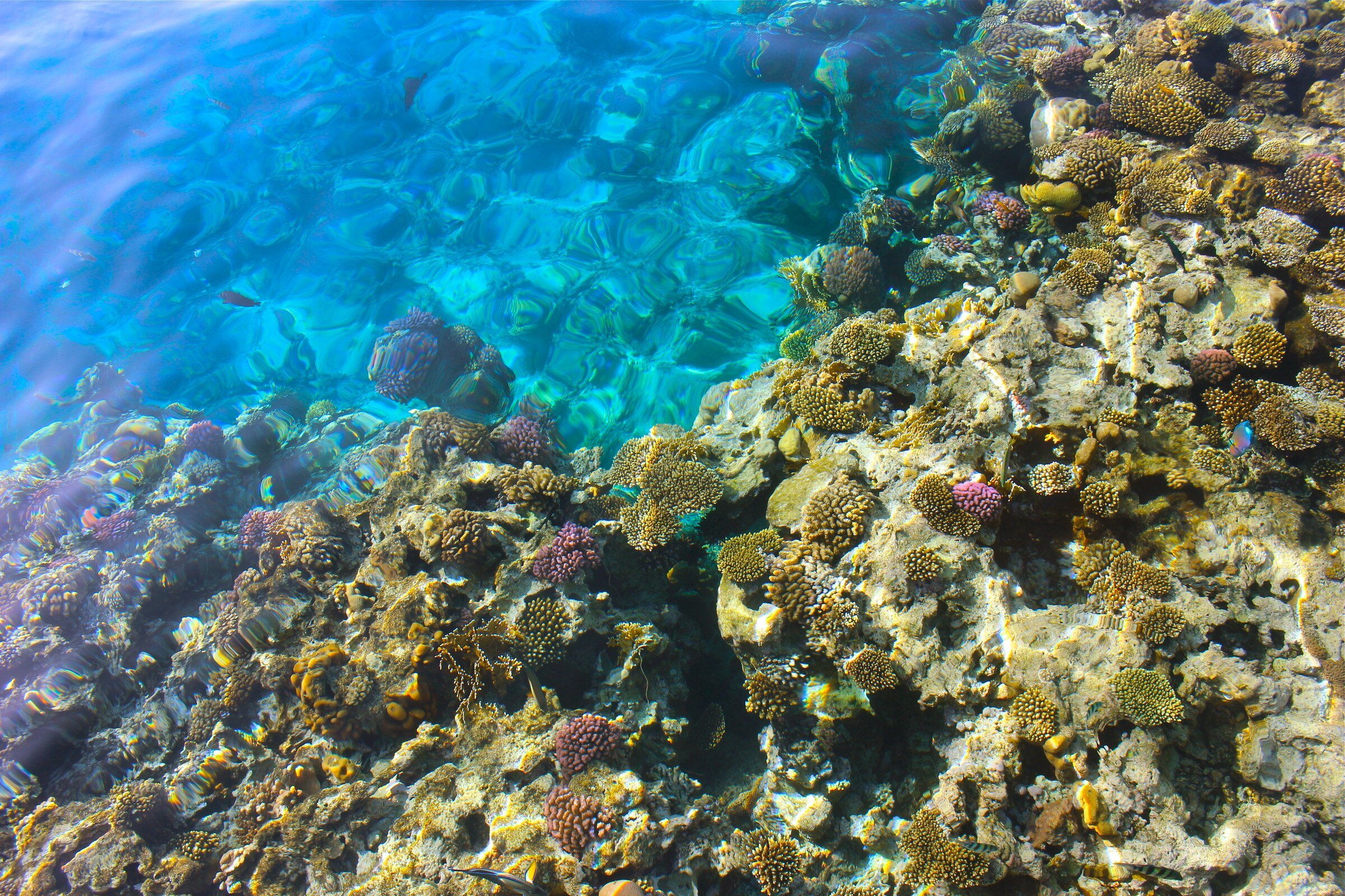 Лучший коралловый риф. Риф Шарм-Эль-Шейх. Красное море Шарм-Эль-Шейх. Шармаль Шейх море. Коралловый риф в Шарм Эль Шейхе.
