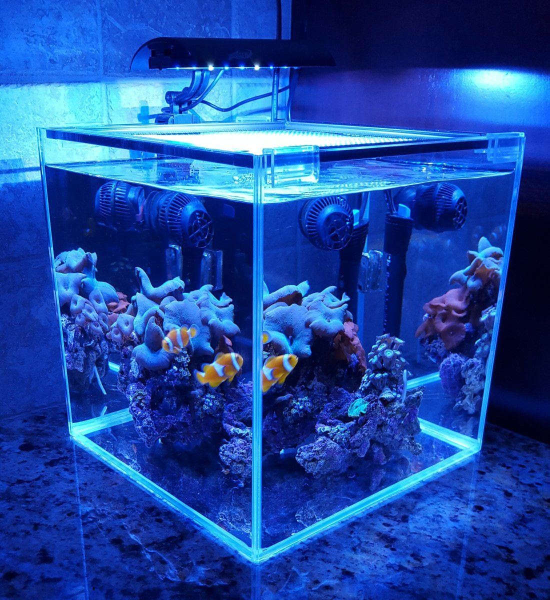 аквариум куб оформление