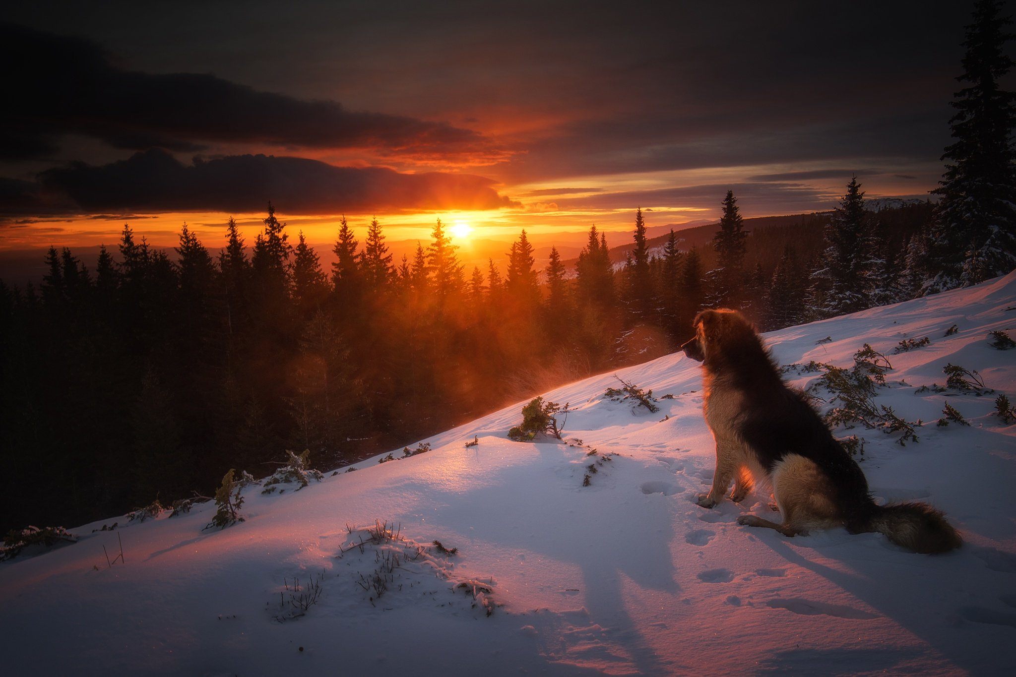 Звери под солнцем. Собака на рассвете. Красивые пейзажи с собаками. Собака на закате. Собака зима.
