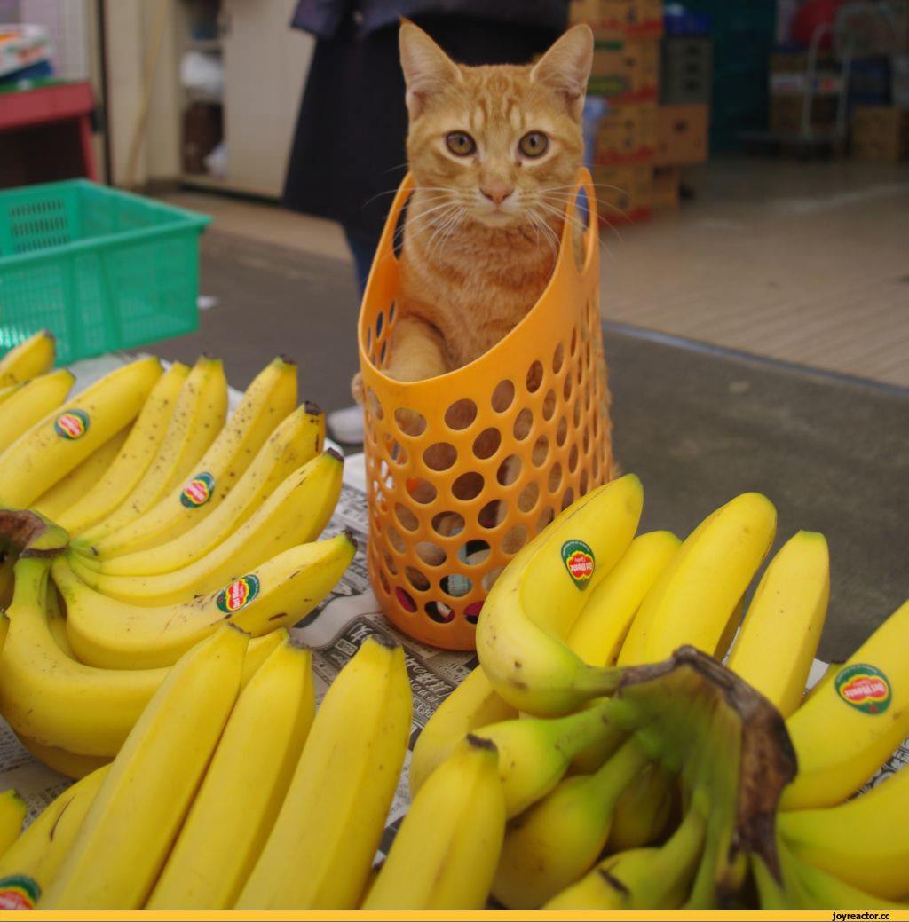 Можно ли кошкам банан. Прикольные бананы. Смешной банан. Котик банан. Смешной кот в банане.