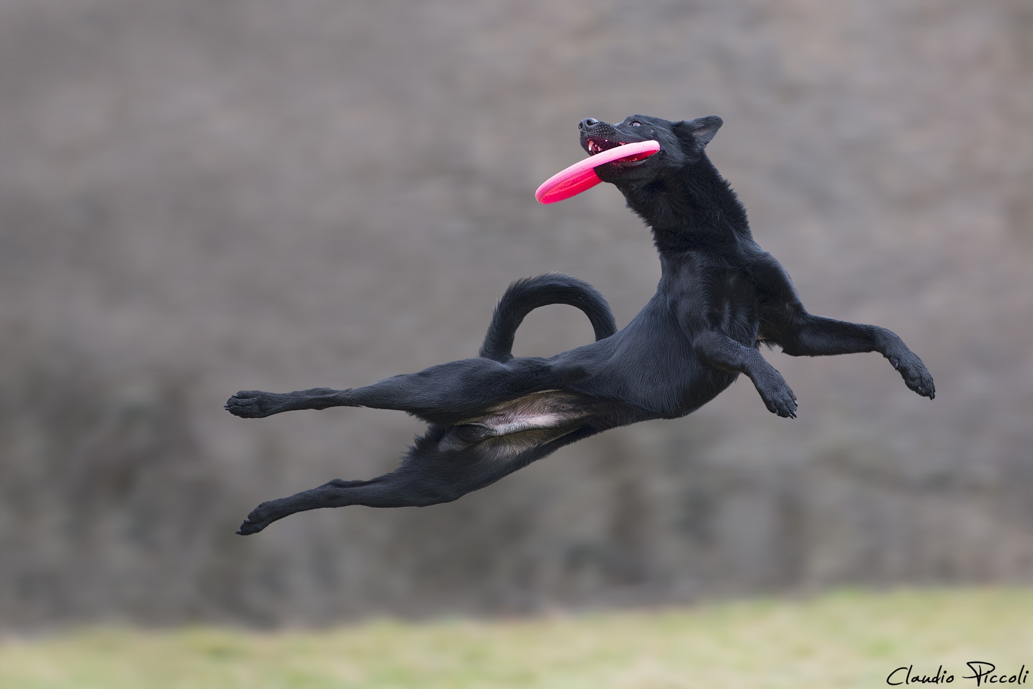 My dog can fly. Клаудио Пикколи. Собака в прыжке. Собака в полете. Смешная собака в прыжке.