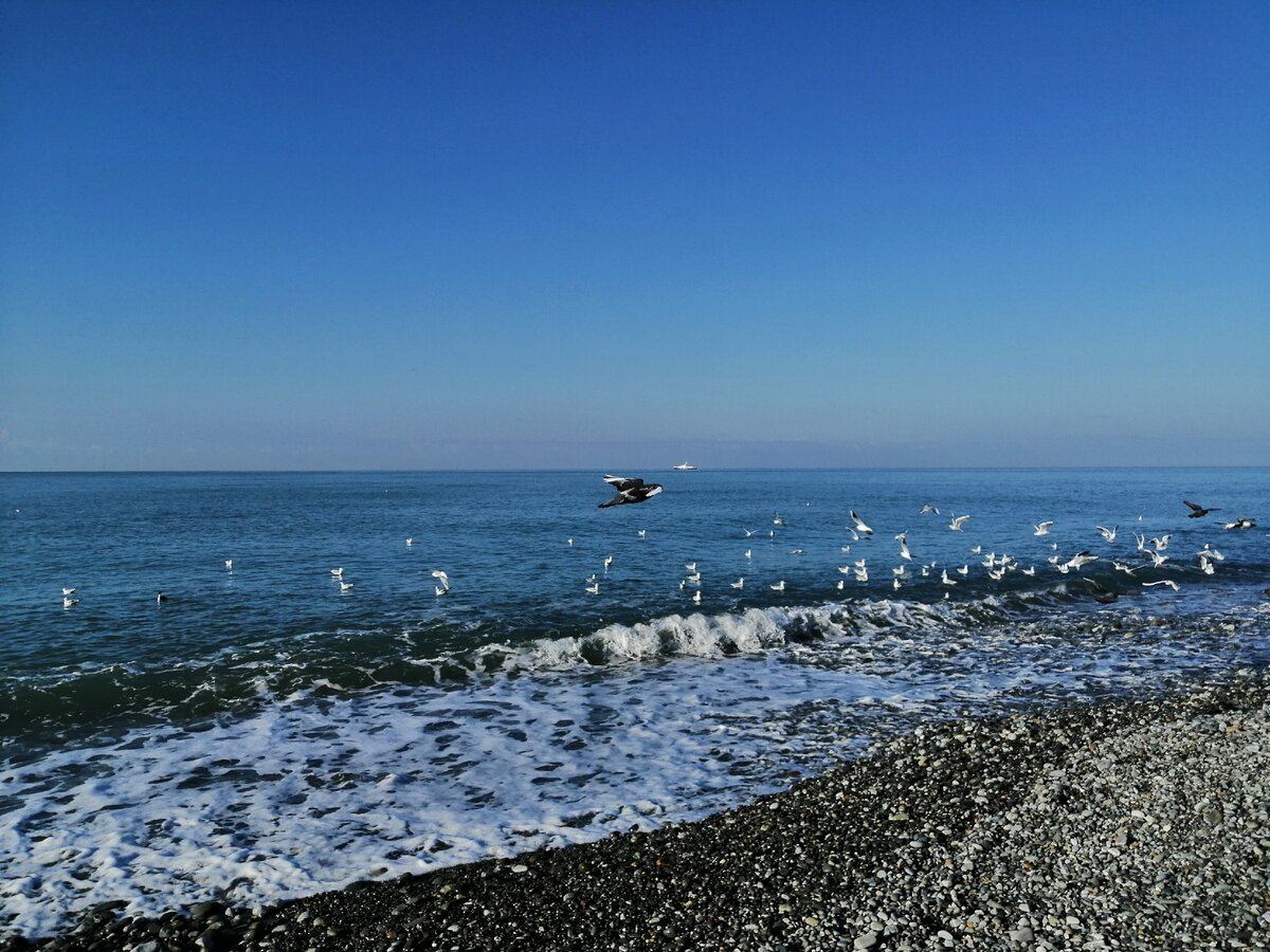 Черное море виды деятельности. Черное море Сочи. Море в Сочи чёрное море. Набережная черного моря Адлер зимой. Чёрное море Сочи зима.