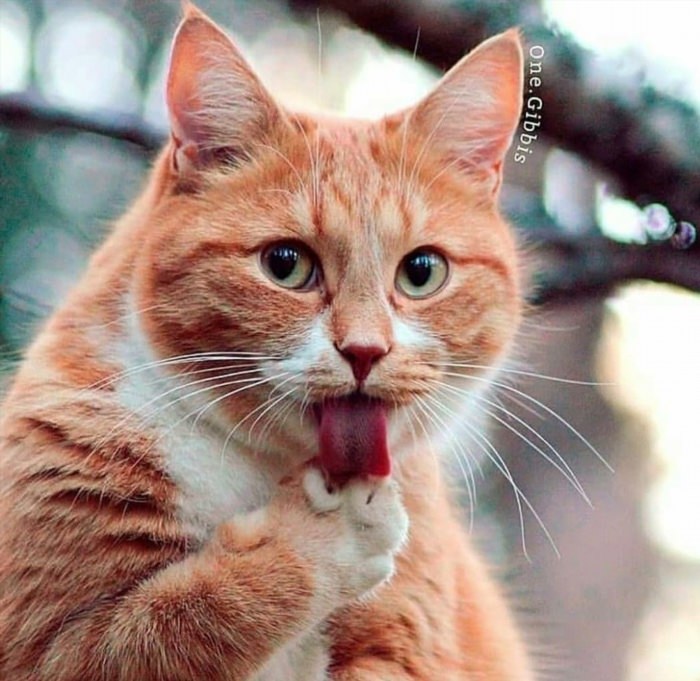 Смешной рыжий котенок